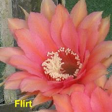 EP-H. Flirt.4.1.jpg 